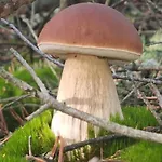 别墅 Osada California