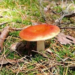 Osada California * Grudna