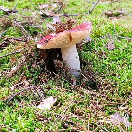 Osada California Villa