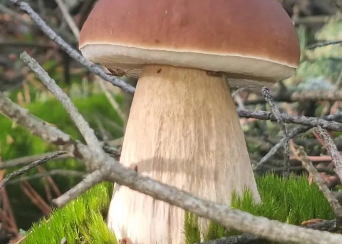 Villa Osada California