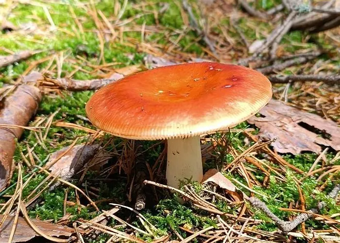 Osada California * Grudna