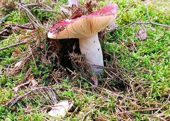 Osada California Villa