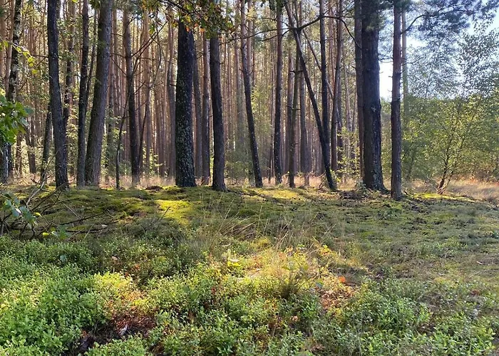 Osada California * Grudna